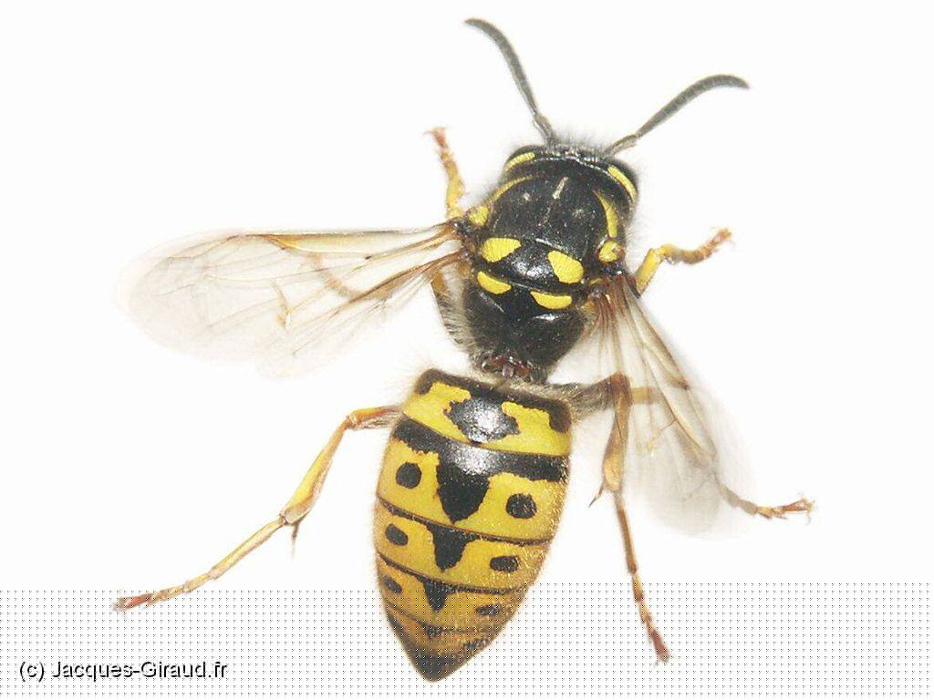 2005-04-16 14-26-37 Avril 178,0mm 1_160_eme F7,1.JPG